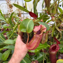 Load image into Gallery viewer, #1 N. {[lowii x (northiana x veitchii)] x veitchii (m) x veitchii ‘Candy Dreams’ RE-0178
