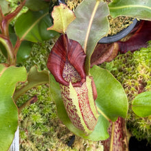 Load image into Gallery viewer, #23 N. minima x (eymae x veitchii) RE-0156
