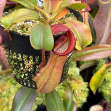 Load image into Gallery viewer, #10 N. truncata (e) - rippled leaves x (eymae x veitchii) (a) - Best RE-0118
