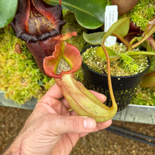 Load image into Gallery viewer, #11 N. truncata (e) - rippled leaves x (eymae x veitchii) (a) - Best RE-0118
