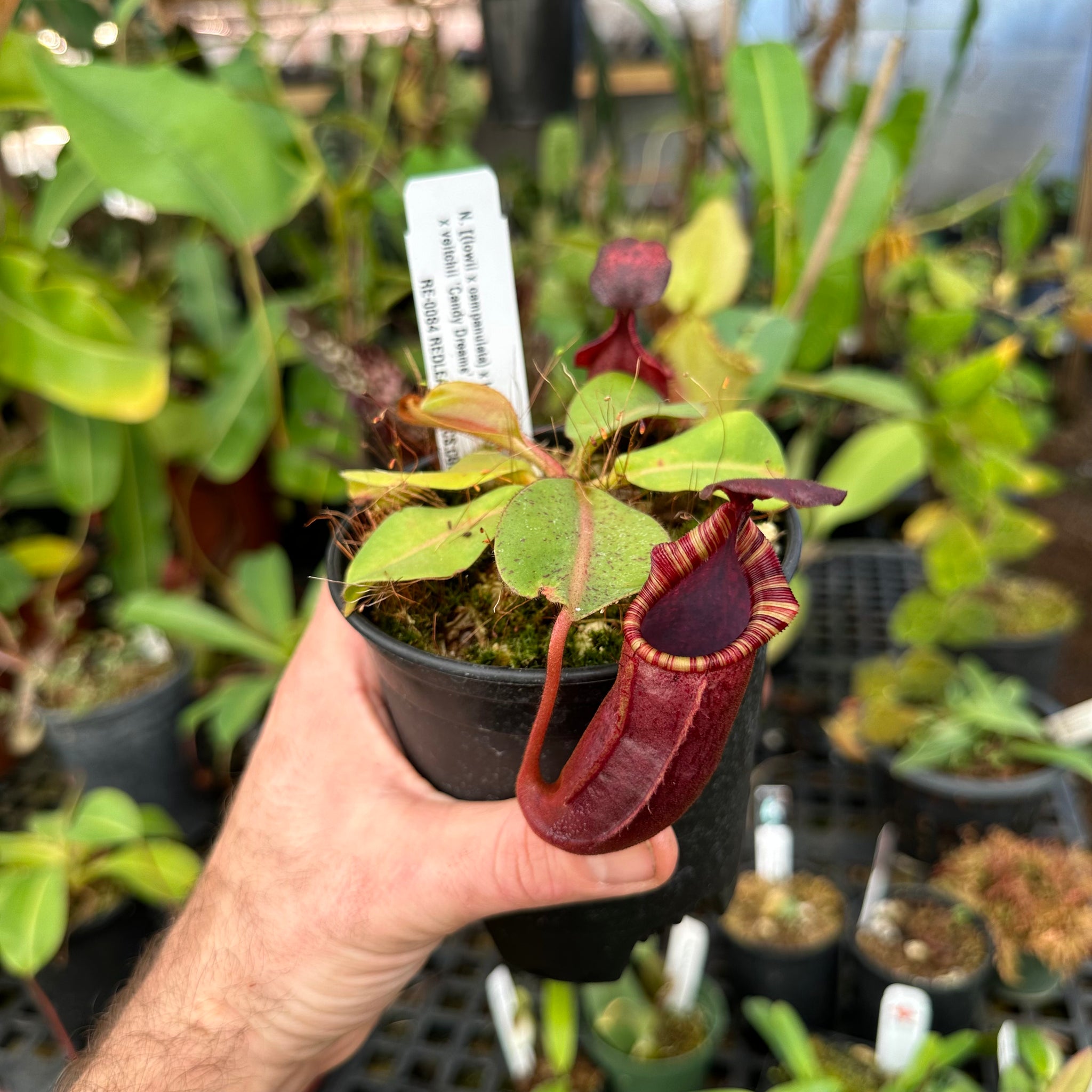 Nepenthes [(lowii x campanulata) x burbidgeae] x veitchii