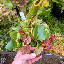 Load image into Gallery viewer, #1 N. [(lowii x veitchii) x Tiveyi] x veitchii ‘Red Tiger’ RE-0120
