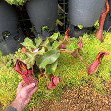 Load image into Gallery viewer, #1 N. veitchii (k) - tall peristome  x [(veitchii x maxima) x veitchii] EP
