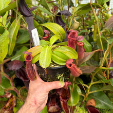 Load image into Gallery viewer, #32 N. {[(lowii x veitchii) x boschiana] x [(veitchii x maxima) x veitchii]} x {[(Rokko ‘Exotica’ x boschiana) x veitchii] x edwardsiana} RE-0137 multiple growths
