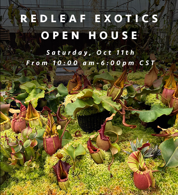 OPEN DAY 10/11/25
