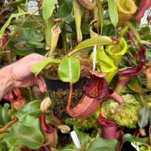 Load image into Gallery viewer, #17 N.  (Rokko 'Exotica' x boschiana) x veitchii (a)] x veitchii (m) #98 RE-0135
