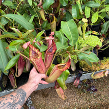 Load image into Gallery viewer, #5 N. glandulifera x (eymae x veitchii) EP
