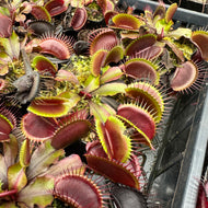 Carnivorous Plant Bundle - 3 x Plants