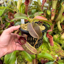 Load image into Gallery viewer, #20 N. minima x (eymae x veitchii) RE-0156
