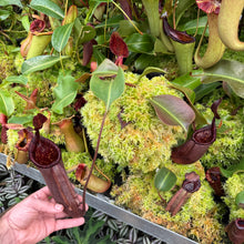 Load image into Gallery viewer, #1 N. palawanensis  x nebularum RE-0109
