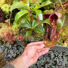 Load image into Gallery viewer, #33 N.  ([(Rokko ‘Exotica’ x boschiana)x veitchii] (a) x {maxima x [(stenophylla x lowii) x (Rokko x veitchii)]}) X {[(Rokko ‘Exotica’ x boschiana) x veitchii] (a) x edwardsiana}  RE-0154
