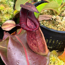 Load image into Gallery viewer, #39 N. {[Rokko x (zakriana x spectabilis)] x xTrusmadiensis} x veitchii ‘Red Tiger’  RE-0187
