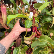 Load image into Gallery viewer, #4 N. {[(lowii x veitchii) x boschiana] x [(veitchii x maxima) x veitchii]} x {[(Rokko ‘Exotica’ x boschiana) x veitchii] x edwardsiana} RE-0137

