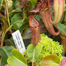 Load image into Gallery viewer, #3 N. truncata (e) - red, rippled leaves x (veitchii x eymae) RE-0112

