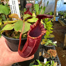 Load image into Gallery viewer, N. [(lowii x campanulata) x burbidgeae] x veitchii &#39;Candy Dreams&#39; RE-0084
