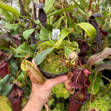 Load image into Gallery viewer, #1 N. [spectabilis x (northiana x veitchii)] x veitchii (m) #98 RE-0127
