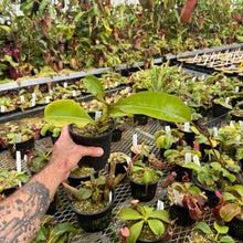 Load image into Gallery viewer, N. 'Gremlin' Rooted Cutting FEMALE
