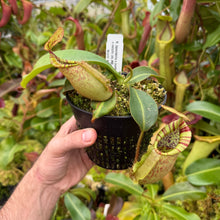 Load image into Gallery viewer, #2 N. [spectabilis x (northiana x veitchii)] x veitchii (m) #98 RE-0127
