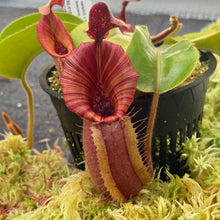 Load image into Gallery viewer, #12 N. {[(lowii x veitchii) x boschiana] x  [(veitchii x maxima) x veitchii]} (a) x veitchii ‘Red Tiger' RE-0106
