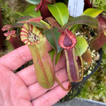 Load image into Gallery viewer, #31 N. {[(lowii x veitchii) x boschiana] x [(veitchii x maxima) x veitchii]} x {[(Rokko ‘Exotica’ x boschiana) x veitchii] x edwardsiana} RE-0137 multiple growths

