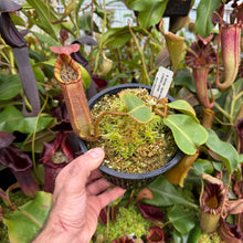 Load image into Gallery viewer, #2 N. truncata (e) - red, rippled leaves x (veitchii x eymae) RE-0112
