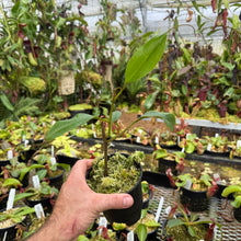 Load image into Gallery viewer, N. epiphytica - Rooted Cuttings RARE
