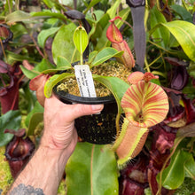 Load image into Gallery viewer, #8 N.  [(Rokko 'Exotica' x boschiana) x veitchii] (a) x veitchii ‘Red Tiger’ RE-0171
