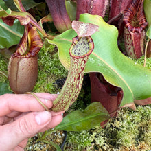 Load image into Gallery viewer, #34 N. boschiana x fusca RE

