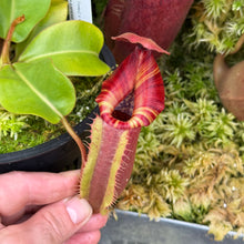 Load image into Gallery viewer, #9 N. [(lowii x veitchii) x Tiveyi] x veitchii ‘Red Tiger’ RE-0120
