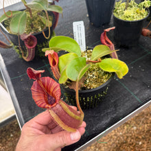 Load image into Gallery viewer, #12 N. {[(lowii x veitchii) x boschiana] x  [(veitchii x maxima) x veitchii]} (a) x veitchii ‘Red Tiger' RE-0106
