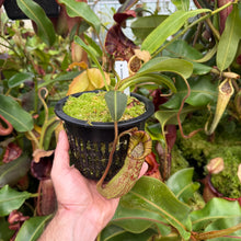 Load image into Gallery viewer, #25 N. minima x (eymae x veitchii) RE-0156
