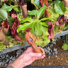 Load image into Gallery viewer, #33 N.  ([(Rokko ‘Exotica’ x boschiana)x veitchii] (a) x {maxima x [(stenophylla x lowii) x (Rokko x veitchii)]}) X {[(Rokko ‘Exotica’ x boschiana) x veitchii] (a) x edwardsiana}  RE-0154
