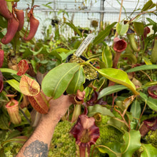 Load image into Gallery viewer, #57 N.  (Rokko 'Exotica' x boschiana) x veitchii (a)] x veitchii (m) #98 RE-0135
