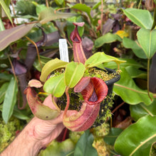Load image into Gallery viewer, #16 N. {[(lowii x veitchii) x boschiana] x  [(veitchii x maxima) x veitchii]} (a) x veitchii ‘Red Tiger' RE-0106
