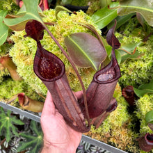 Load image into Gallery viewer, #1 N. palawanensis  x nebularum RE-0109
