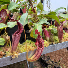 Load image into Gallery viewer, #23 N. [(lowii x veitchii) x boschiana] x mollis EP

