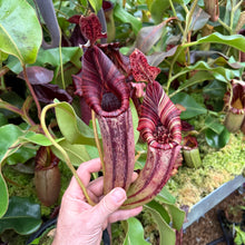 Load image into Gallery viewer, #23 N. [(lowii x veitchii) x boschiana] x mollis EP
