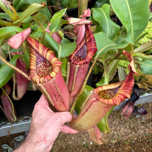 Load image into Gallery viewer, #5 N. glandulifera x (eymae x veitchii) EP
