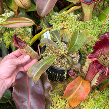 Load image into Gallery viewer, #22 N. minima x (eymae x veitchii) RE-0156
