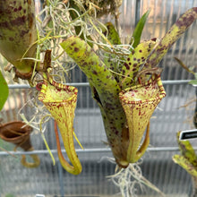 Load image into Gallery viewer, N. epiphytica - Rooted Cuttings RARE
