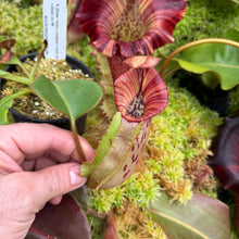 Load image into Gallery viewer, #55 N.  (Rokko 'Exotica' x boschiana) x veitchii (a)] x veitchii (m) #98 RE-0135

