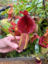 Load image into Gallery viewer, #40 N. [(Rokko ‘Exotica’ x boschiana) x veitchii] x [(veitchii x maxima) x veitchii] EP
