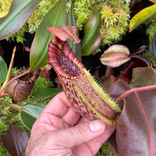 Load image into Gallery viewer, #21 N. minima x (eymae x veitchii) RE-0156
