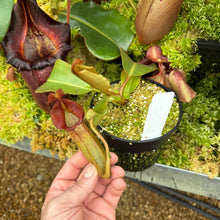 Load image into Gallery viewer, #11 N. truncata (e) - rippled leaves x (eymae x veitchii) (a) - Best RE-0118

