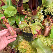 Load image into Gallery viewer, #13 N. {[(lowii x veitchii) x boschiana] x  [(veitchii x maxima) x veitchii]} (a) x veitchii ‘Red Tiger' RE-0106
