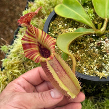Load image into Gallery viewer, #14 N. {[(lowii x veitchii) x boschiana] x  [(veitchii x maxima) x veitchii]} (a) x veitchii ‘Red Tiger' RE-0106
