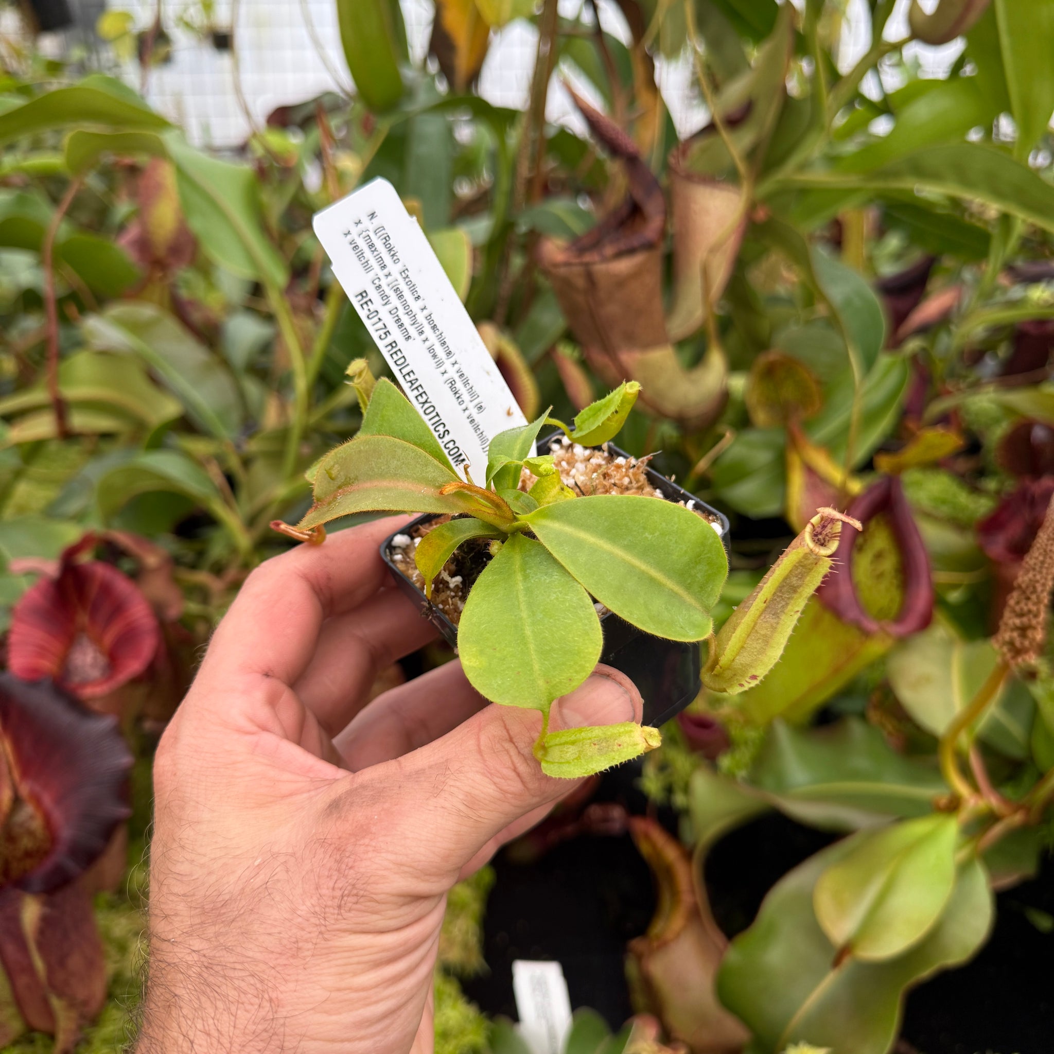 べっち Nepenthes {[(lowii x veitchii) x boschiana] x [(veitchii x maxima