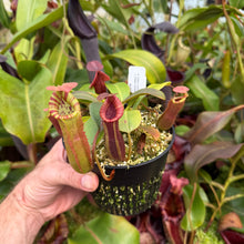 Load image into Gallery viewer, #31 N. {[(lowii x veitchii) x boschiana] x [(veitchii x maxima) x veitchii]} x {[(Rokko ‘Exotica’ x boschiana) x veitchii] x edwardsiana} RE-0137 multiple growths
