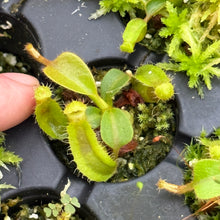 Load image into Gallery viewer, N. truncata (c) - giant x veitchii ‘Candy Dreams’  RE-0300 NEW!
