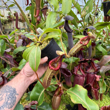 Load image into Gallery viewer, #30 N. ([Rokko ‘Exotica’ x boschiana) x veitchii] x {maxima x [(stenophylla x lowii) x (Rokko x veitchii)]}) x (chaniana x ephippiata) EP
